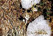 Arzneimittel Herstellung, Materia medica Kurse, Bönninghausen-Methode, Homöopathie nach Boger, Homöopathie Akademie, Homöopathie Schweiz, Homöopathie-Studie ADS,Homöopathische Behandlung